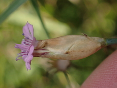 Petrorhagia prolifera