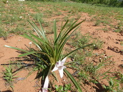 Crinum acaule