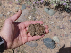 Sclerophrys mauritanica