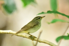 Phylloscopus fuscatus