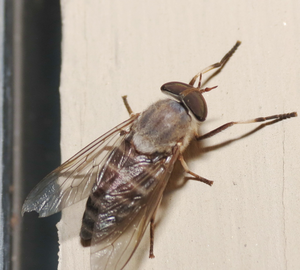 Leucotabanus annulatus