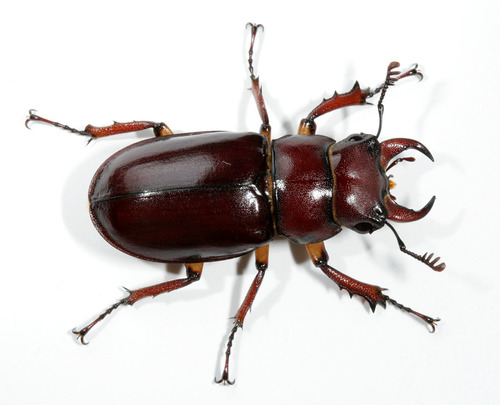 Reddish-brown Stag Beetle (Lexington, MA, USA) · iNaturalist