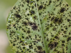 Polythrincium trifolii