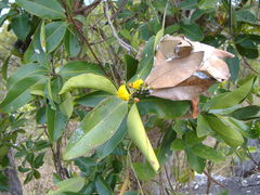 Welchiodendron longivalve