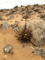 Aloe gariepensis