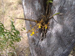 Dendrobium trilamellatum