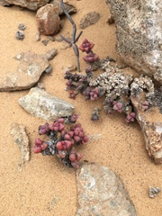 Crassula elegans elegans