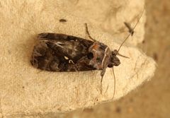 Plusiopalpa adrasta