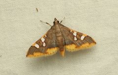 Prophantis adusta