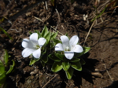 Craterocapsa tarsodes