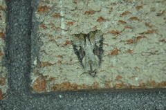 Lateroligia ophiogramma