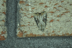 Lateroligia ophiogramma