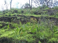 Bletia macristhmochila