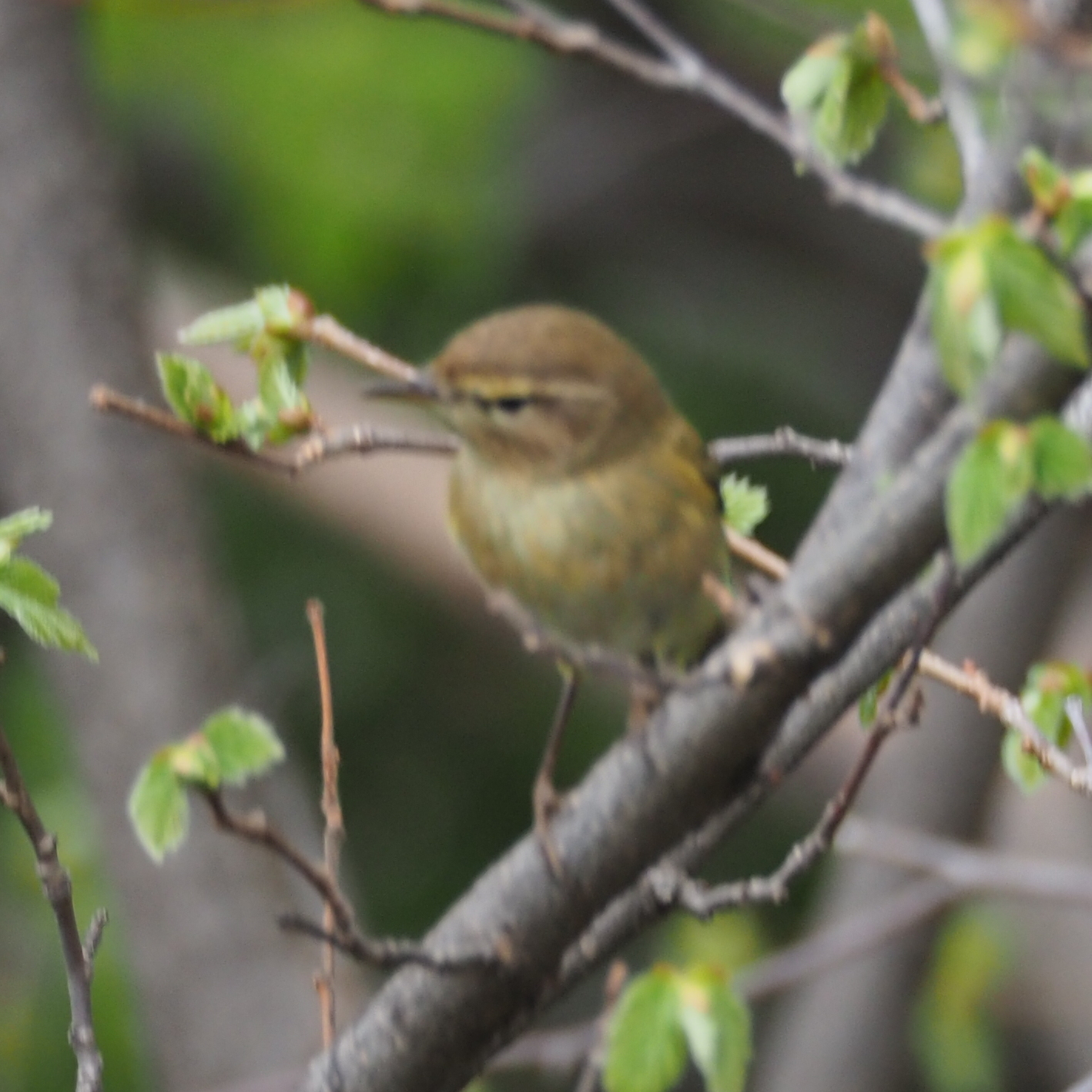 Common Chiffchaff
