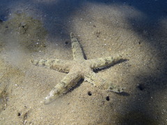 Archaster typicus