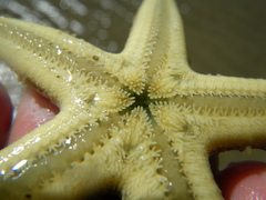 Archaster typicus