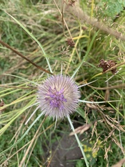 Dipsacus fullonum