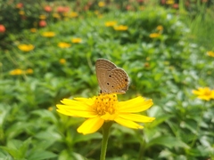 Luthrodes pandava