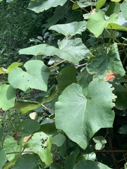 Ampelomyia vitispomum