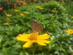 Luthrodes pandava