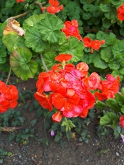 Pelargonium