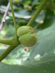 Ampelomyia vitispomum