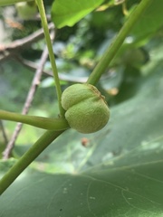 Ampelomyia vitispomum