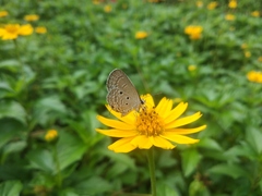 Luthrodes pandava