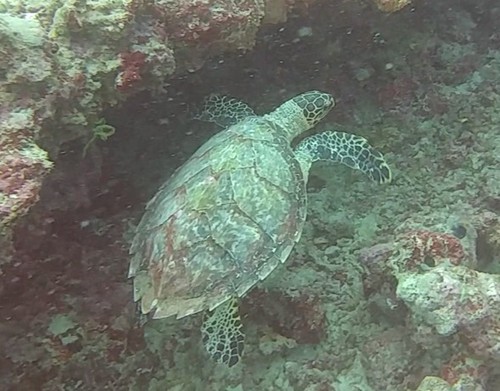 Hawksbill Sea Turtle — seen at this dive site