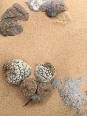 Larryleachia marlothii