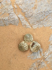 Larryleachia marlothii