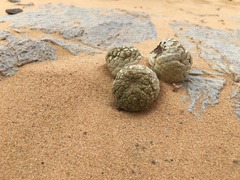 Larryleachia marlothii