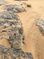 Larryleachia marlothii