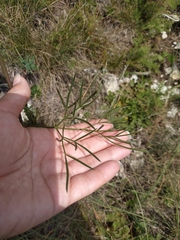 Peucedanum tauricum