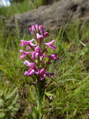 Disa stachyoides