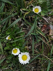 Bellis perennis