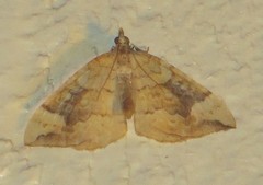 Eulithis populata
