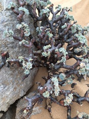 Pelargonium crassicaule