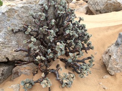 Pelargonium crassicaule