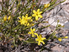 Menodora decemfida