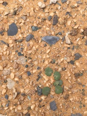 Pelargonium sibthorpiifolium