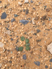 Pelargonium sibthorpiifolium