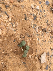 Pelargonium sibthorpiifolium