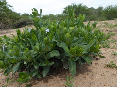 Ecbolium glabratum