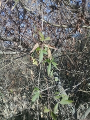 Clematis montevidensis