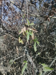Clematis montevidensis