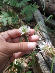 Trifolium alpestre