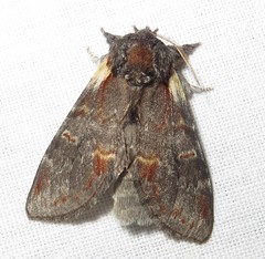 Notodonta dromedarius