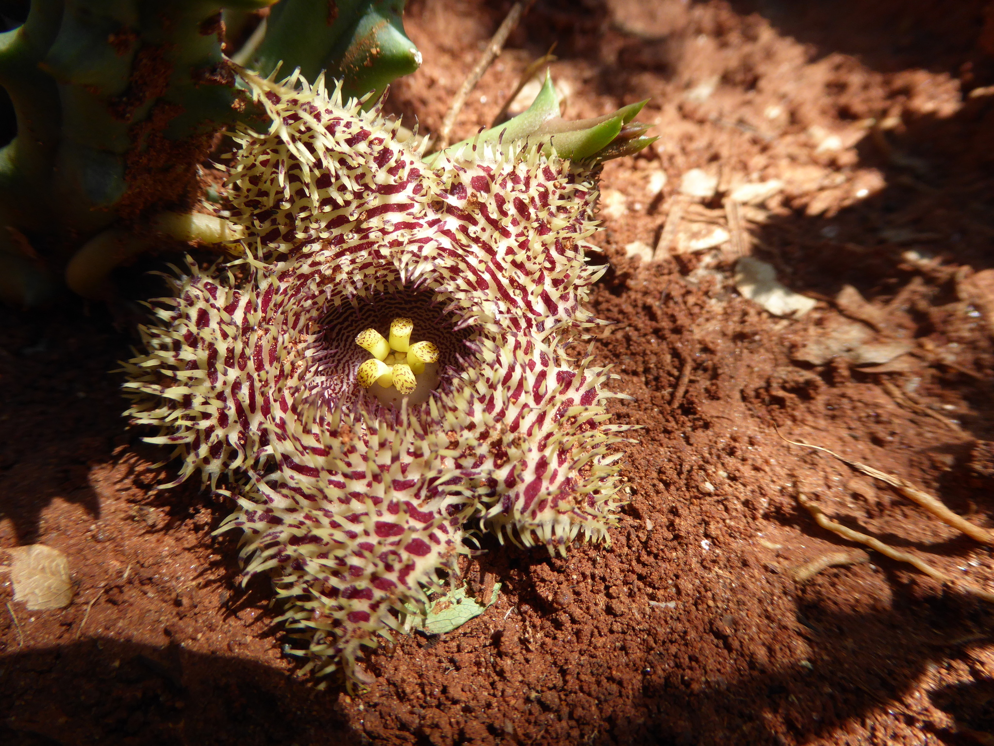 Stapelia hystrix Hook.f.