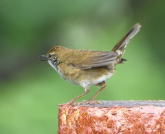 Locustella thoracica